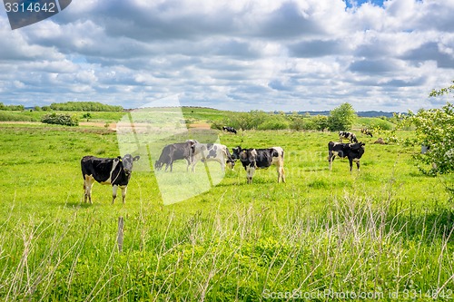 Image of Cows standing on a field