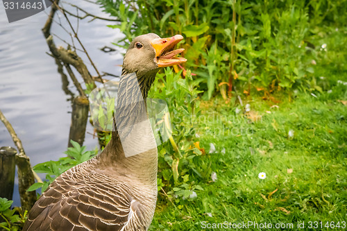 Image of Goose showing the teeth