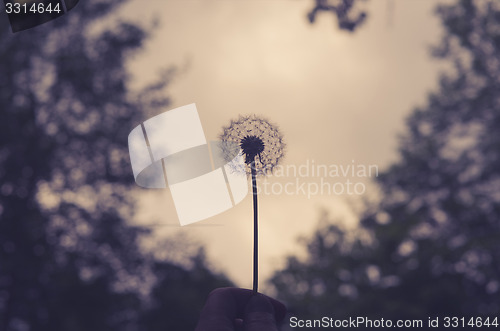 Image of Hand holding a fluffy dandelion
