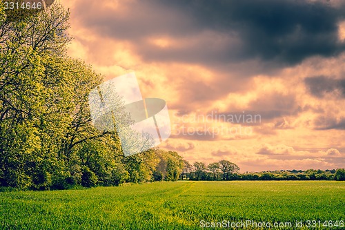 Image of Trees in a cloudy landscape