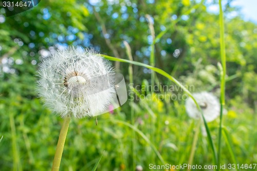 Image of Dandelion flowers with seeds