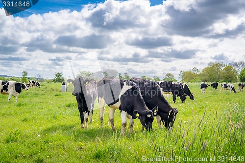Image of Holstein-Frieser cows on a meadow