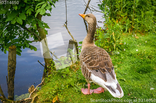 Image of Goose standing near water