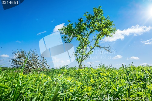 Image of Green tree in grass