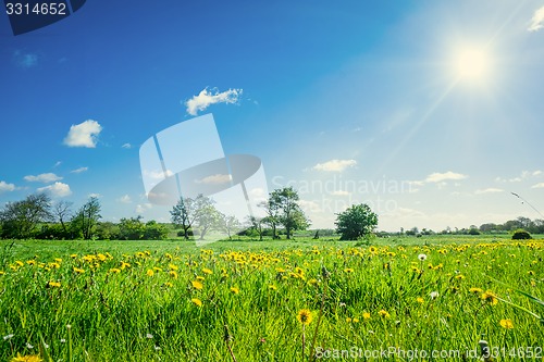 Image of Countryside field with dandelions