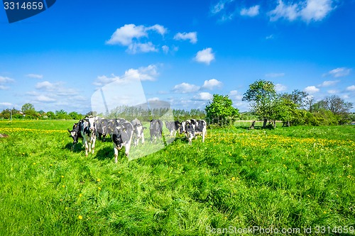 Image of Cows on a green field