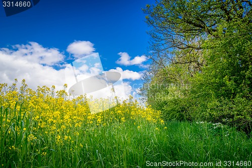 Image of Canola on a green meadow