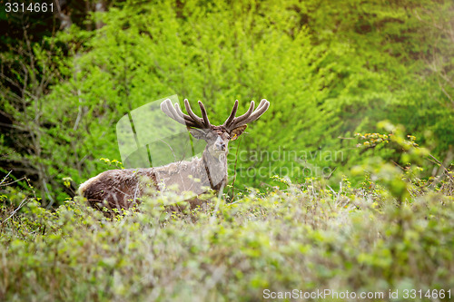 Image of Deer in the morning