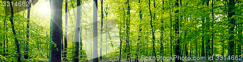 Image of Beech forest panorama landscape