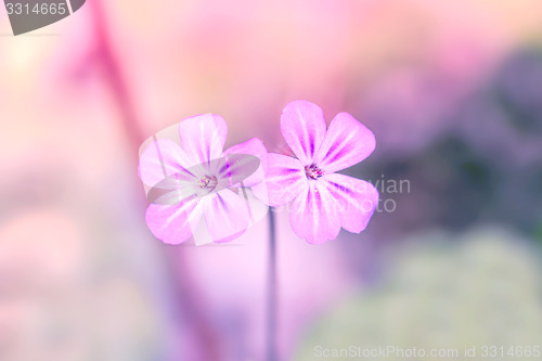 Image of Wildflowers in violet color