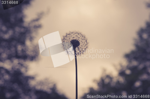 Image of Dandelion on violet background