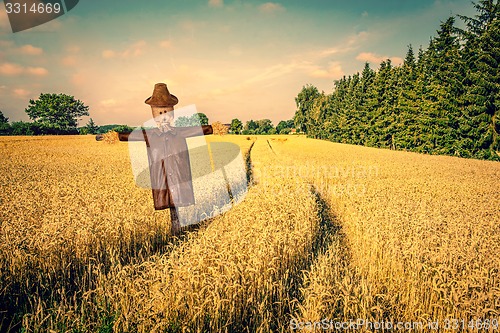 Image of Scarecrow on a golden field