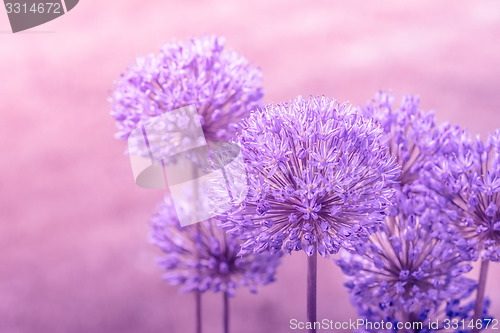 Image of Allium Giganteum in pink colors