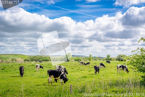 Image of Cows grazing in the summertime