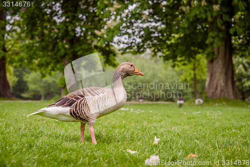 Image of Goose in a green park