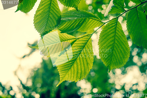 Image of Beech tree with green leaves