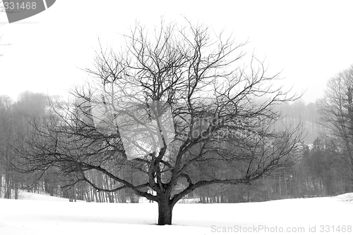 Image of Apple tree in winter