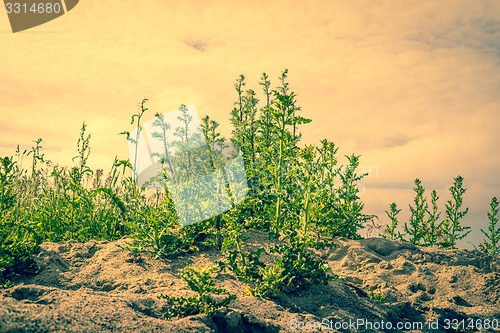 Image of Thistles in dry sand