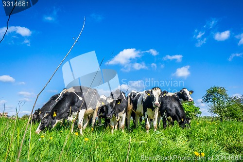 Image of Cows in the summertime