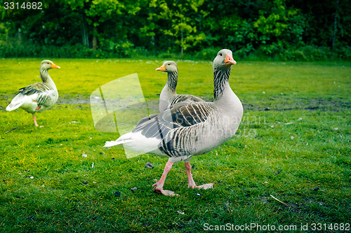 Image of Grey geese on a green lawn