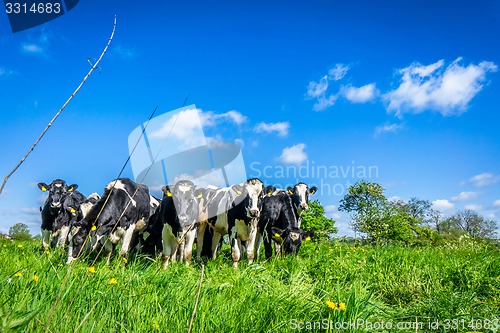Image of Cows grazing on a field