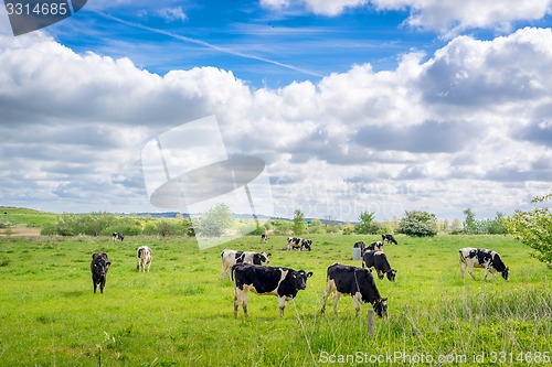 Image of Holstein-Frieser cows on a field