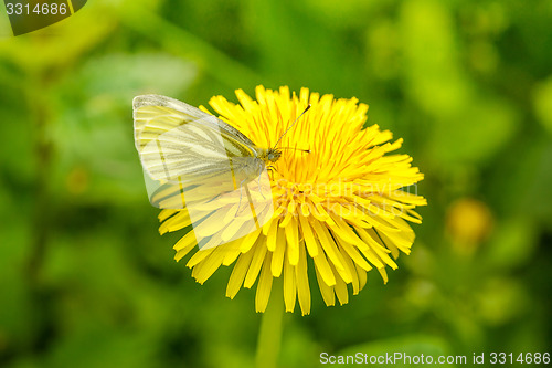 Image of Pieris Rapae on a danedelion