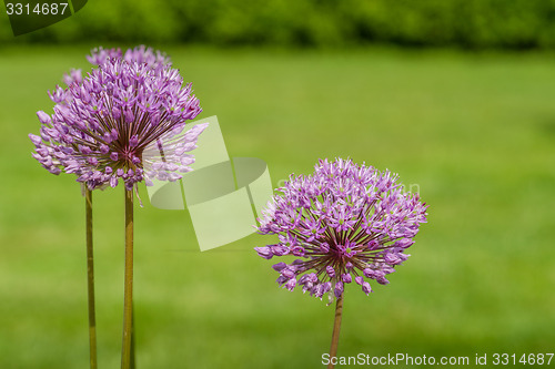 Image of Allium Giganteum in a garden