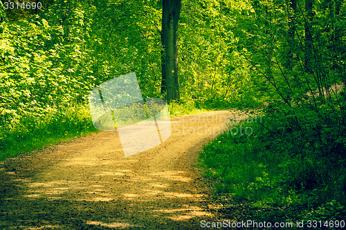 Image of Road in a forest at springtime