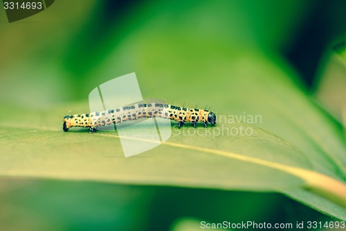 Image of Erannis defoliaria caterpillar on a leaf