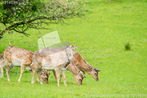 Image of Deer herd on green grass