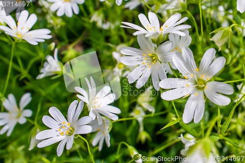 Image of Wildflowers in the nature