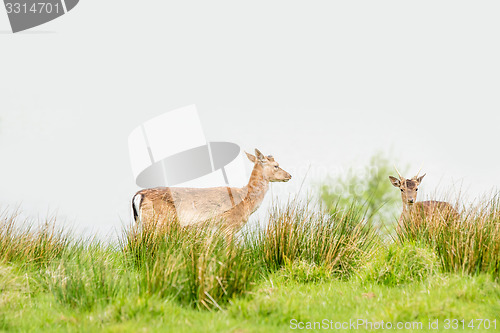 Image of Two deers on a green field