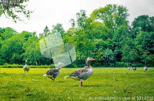 Image of Geese standing in a park