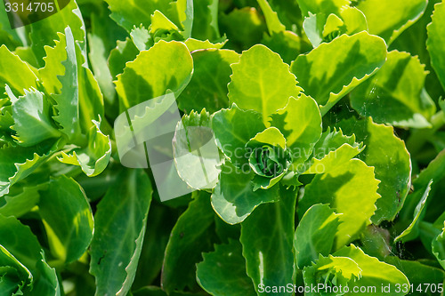 Image of Close-up of green cabbage