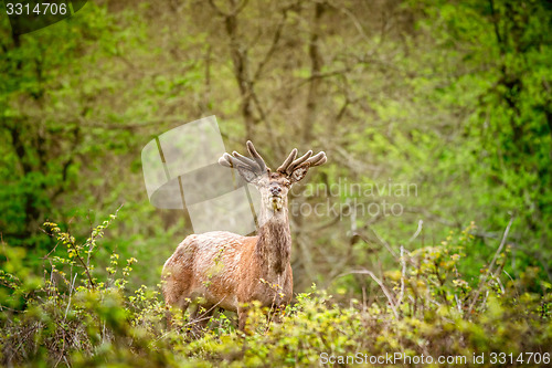 Image of Deer in a forest