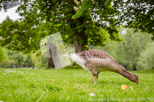 Image of Young goose looking for food