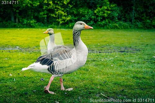 Image of Two wild geese on grass