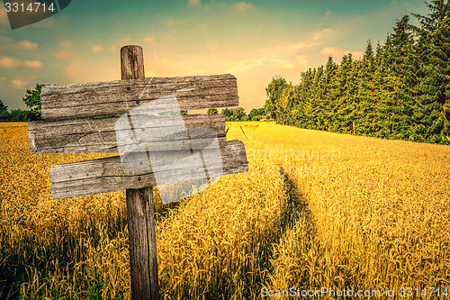 Image of Golden crop field scenery