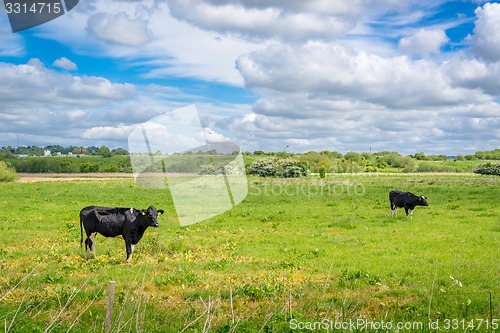 Image of Two cows on a green field