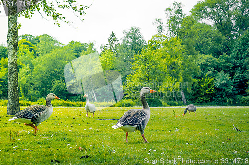 Image of Geese in green nature