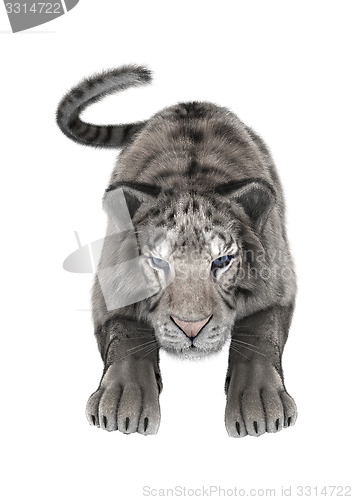 Image of White Tiger
