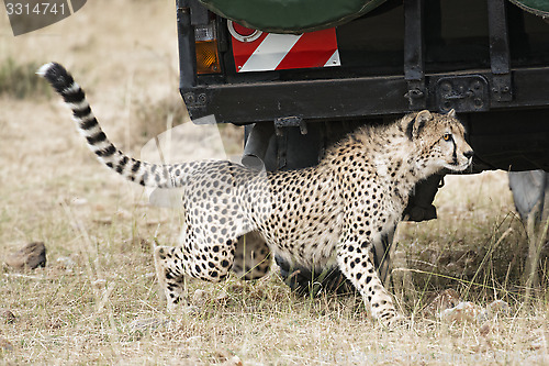 Image of close encounter with wild cheetah