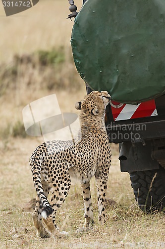 Image of close encounter with wild cheetah