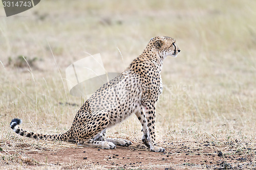 Image of African cheetah