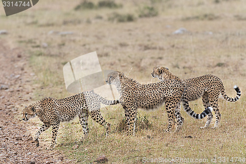 Image of group of cheetahs crossing country road