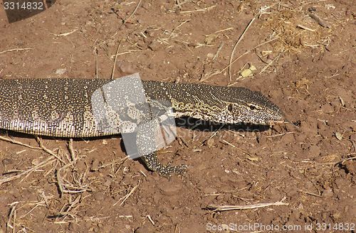 Image of nile monitor in Botswana