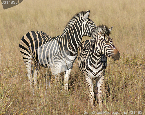 Image of Zebas in the savanna