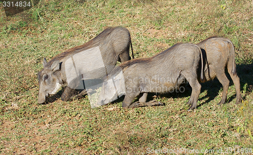 Image of warthogs in Africa
