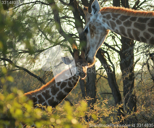 Image of giraffe in Botswana